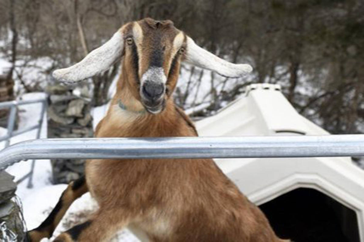 Lincoln, nubian goat and honorary mayor of Fair Haven, Vermont (GoFundMe photo)