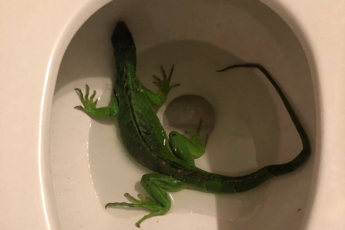 Firefighters removed this iguana from a Florida man’s toilet. (Fort Lauderdale Fire Rescue)