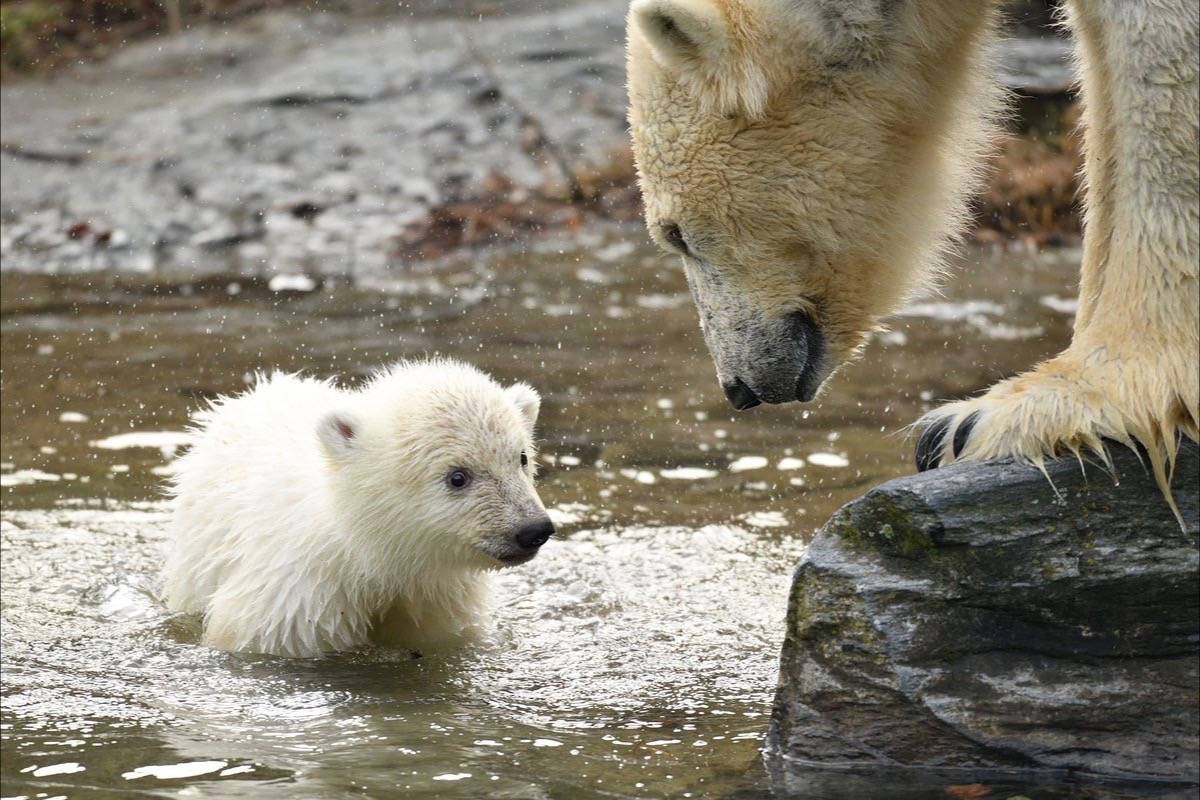 A three-month-old polar bear cub could be Berlin’s newest celebrity. (Zooberlin/Twitter)