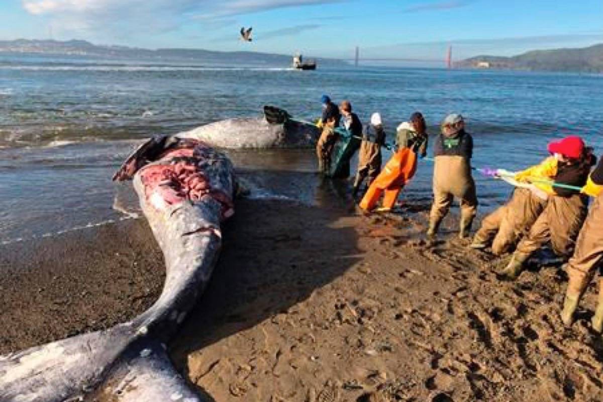 In this photo taken Tuesday, March 10, 2019, provided by The Marine Mammal Center, experts from the center and its partners at the California Academy of Sciences attempt to pull a gray whale carcass from the edge of the surf at Angel Island State Park, Calif. Marine experts say two dead gray whales were found in the San Francisco Bay this week and that one of them died from severe malnutrition. The Marine Mammal Center in Sausalito said Thursday scientists were unable to determine a cause of death for the other whale. (Cara Field/The Marine Mammal Center via AP)
