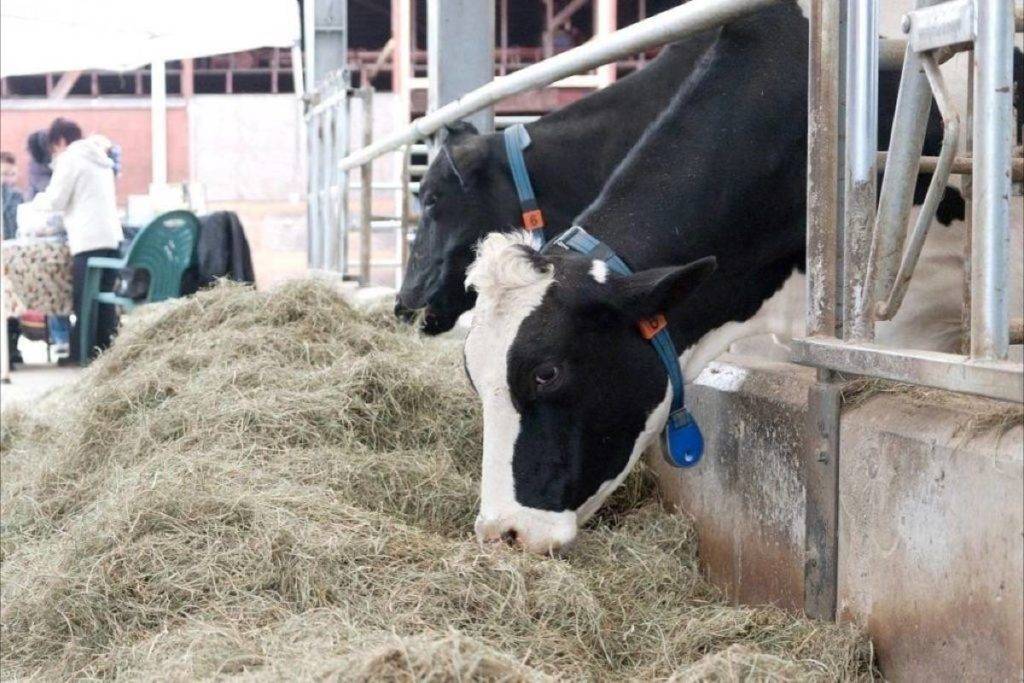 2019 BUDGET: Liberals promise billions for dairy, chicken farmers affected by trade deals