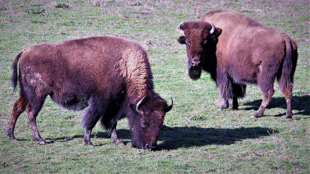 Sundre RCMP looking for 4 missing bison