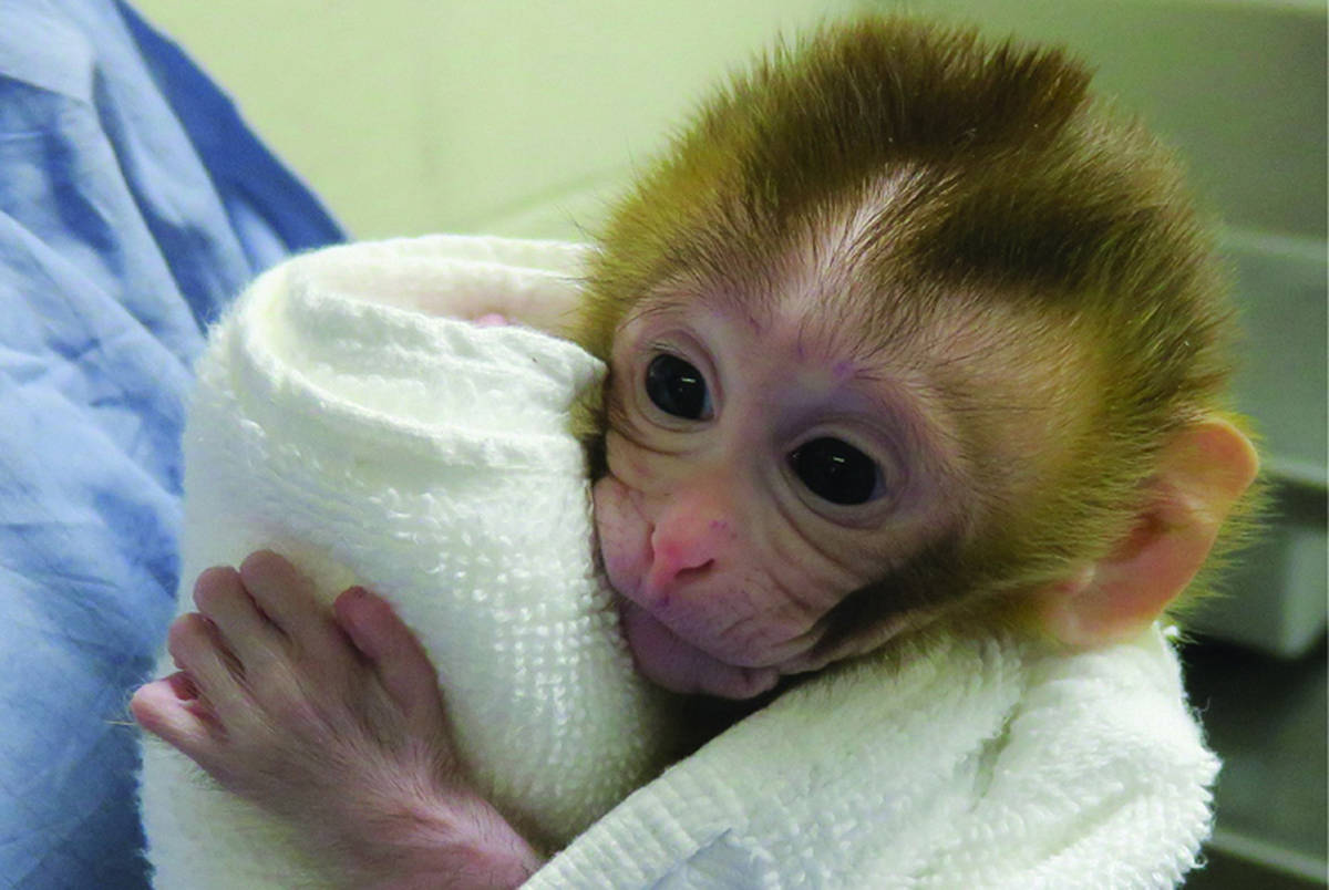This undated photo provided by the Oregon Health and Science University in March 2019 shows a baby monkey named Grady, at two weeks old, born from an experimental technology that aims to help young boys undergoing cancer treatment preserve their future fertility. Scientists froze testicular tissue from a monkey that had not yet reached puberty, and later thawed it to produce sperm used for Grady’s conception. (OHSU via AP)