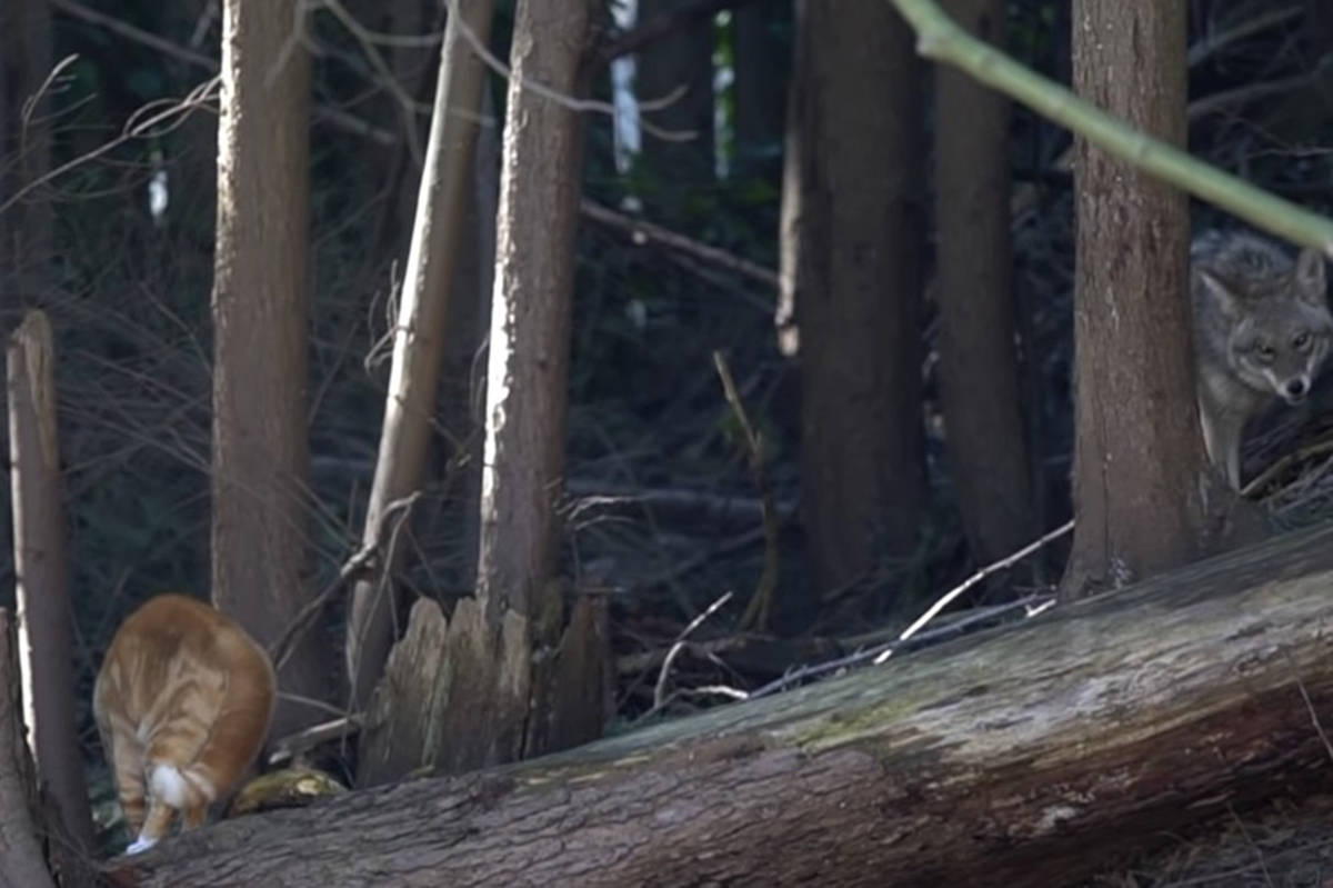 Fierce house cat spotted as ‘aggressor’ in face off with coyote in B.C. backyard