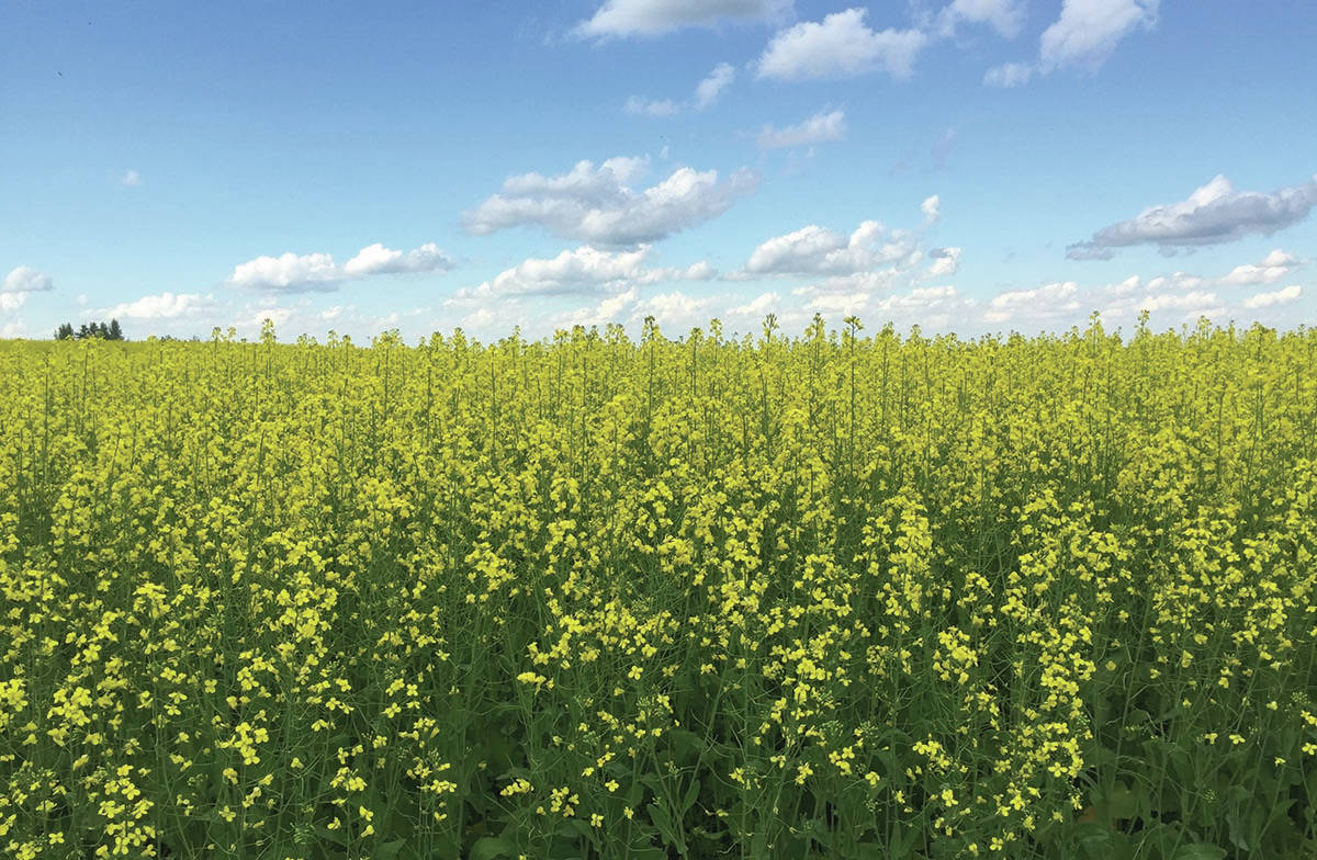 Chinese importers have stopped buying Canadian canola seed: Industry group
