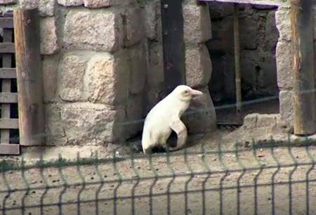 A rare albino penguin makes its debut at zoo in Poland