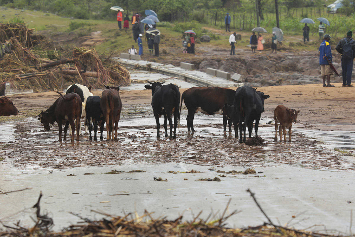 Cows are seen near a collapsed bridge in Chimanimani, southeast of Harare, Zimbabwe, Monday, March 18, 2019. (Tsvangirayi Mukwazhi/AP)