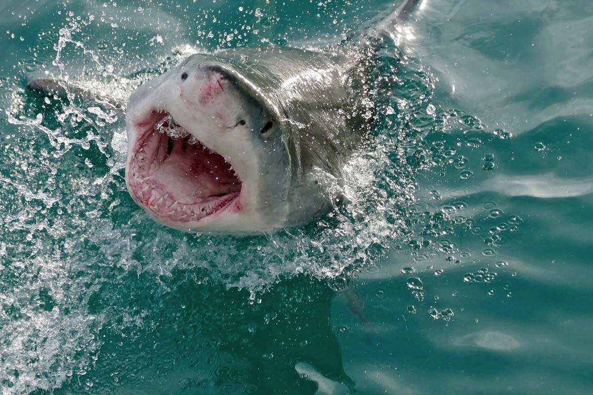 FILE – shark. (Bernard Dupont/Flickr)