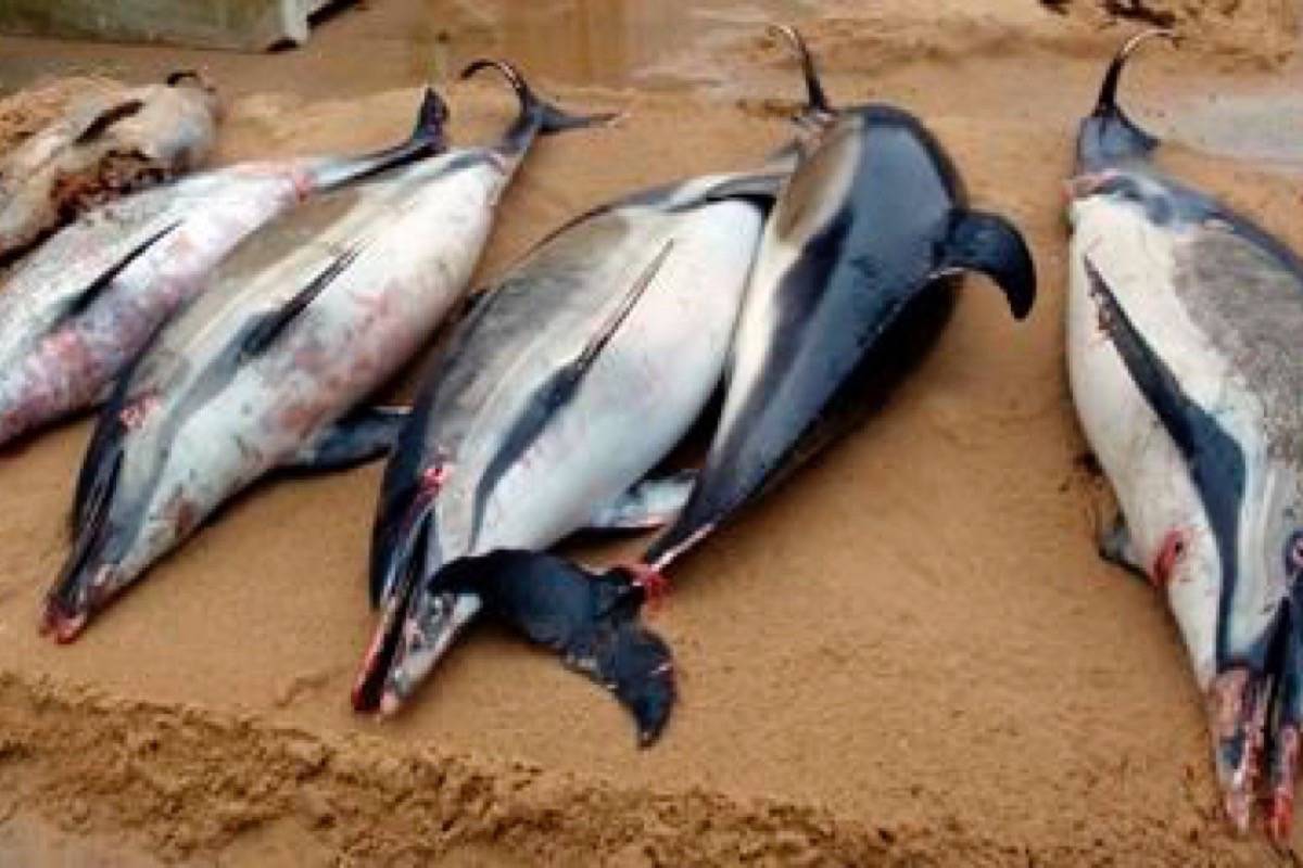 Record 1,100 dolphins wash up on French shores this year