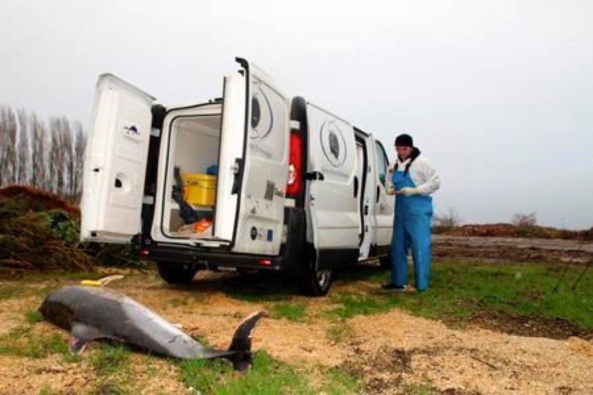 Record 1,100 dolphins wash up on French shores this year